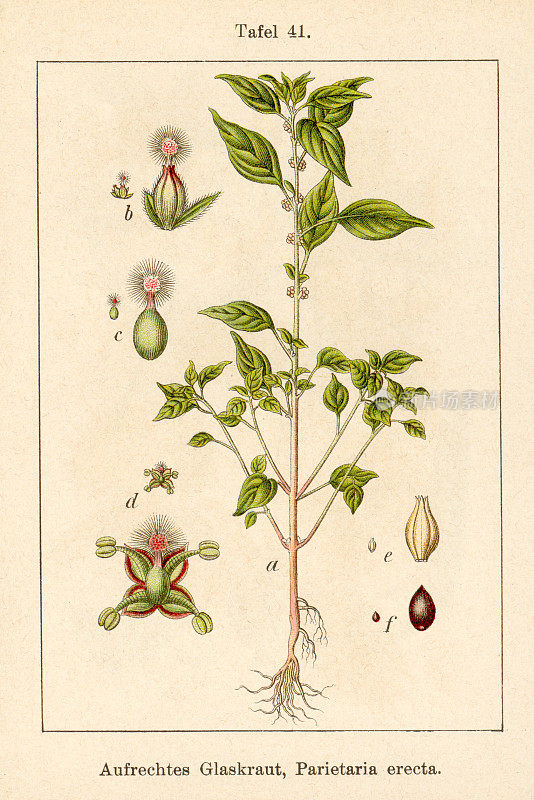 古董花卉插图:Parietaria (P. officinalis)